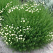 Cotton Lavender Seeds (Santolina rosmarinifolia) Perennial Herb - Caribbean garden seed