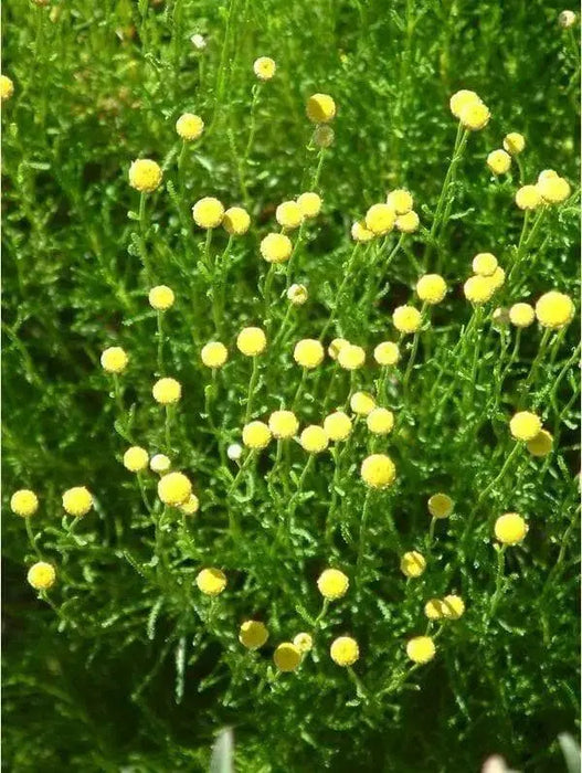 Cotton Lavender Seeds (Santolina rosmarinifolia) Perennial Herb - Caribbean garden seed
