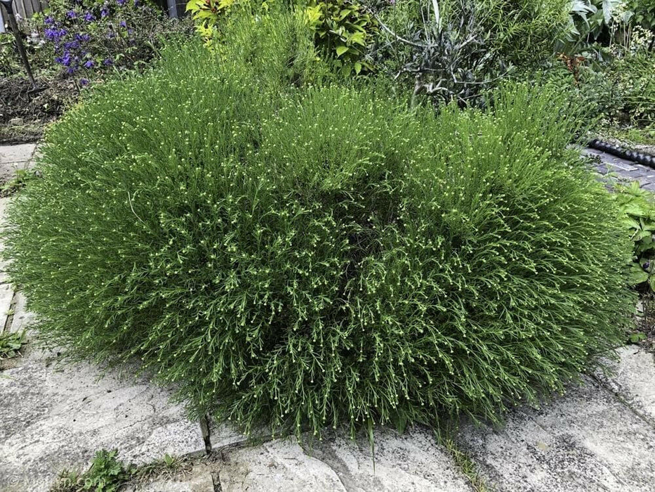 Cotton Lavender Seeds (Santolina rosmarinifolia) Perennial Herb - Caribbean garden seed