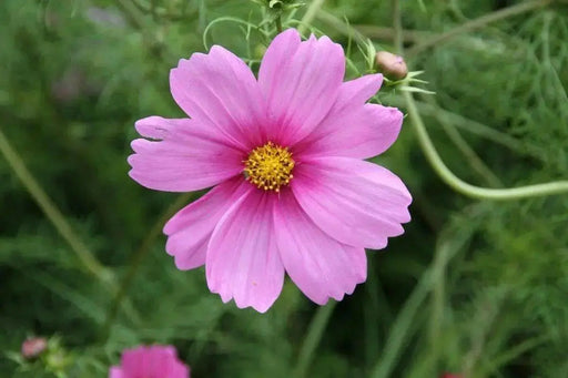 Cosmos ‘Pinkie’ (Cosmos bipinnatus) annual Flowers Seed - Caribbean garden seed