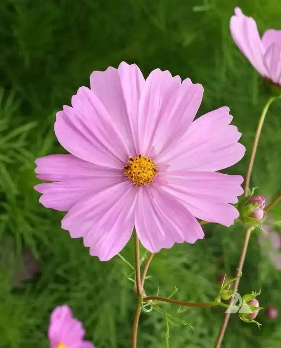 Cosmos ‘Pinkie’ (Cosmos bipinnatus) annual Flowers Seed - Caribbean garden seed