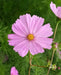 Cosmos ‘Pinkie’ (Cosmos bipinnatus) annual Flowers Seed - Caribbean garden seed