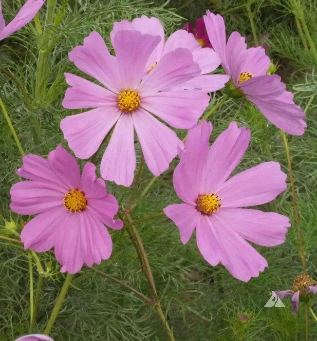 Cosmos ‘Pinkie’ (Cosmos bipinnatus) annual Flowers Seed - Caribbean garden seed