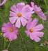 Cosmos ‘Pinkie’ (Cosmos bipinnatus) annual Flowers Seed - Caribbean garden seed