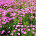 Cosmos ‘Pinkie’ (Cosmos bipinnatus) annual Flowers Seed - Caribbean garden seed