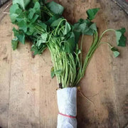 Covington  Sweet Potato Plants/Slips - vegetable vine - Caribbean garden seed