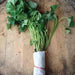 Covington  Sweet Potato Plants/Slips - vegetable vine - Caribbean garden seed