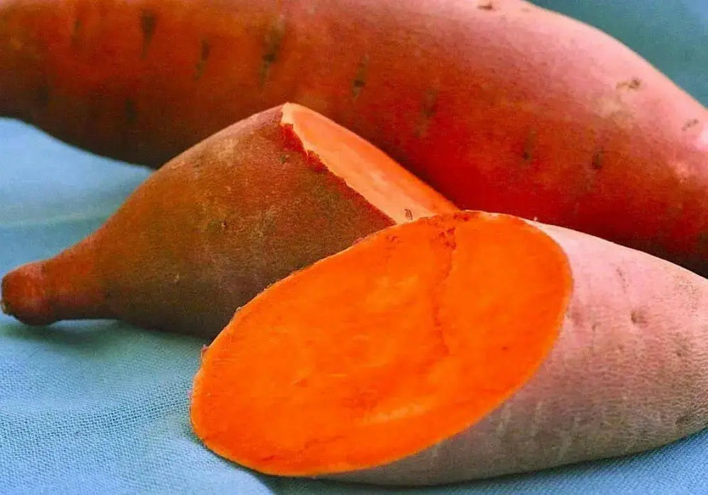 Covington  Sweet Potato Plants/Slips - vegetable vine - Caribbean garden seed