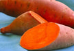 Covington  Sweet Potato Plants/Slips - vegetable vine - Caribbean garden seed