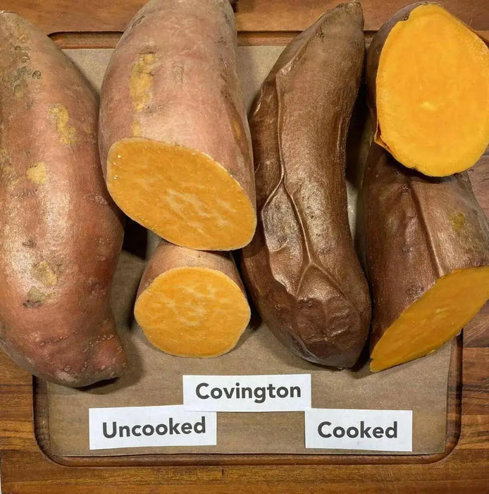 Covington  Sweet Potato Plants/Slips - vegetable vine - Caribbean garden seed