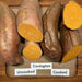 Covington  Sweet Potato Plants/Slips - vegetable vine - Caribbean garden seed