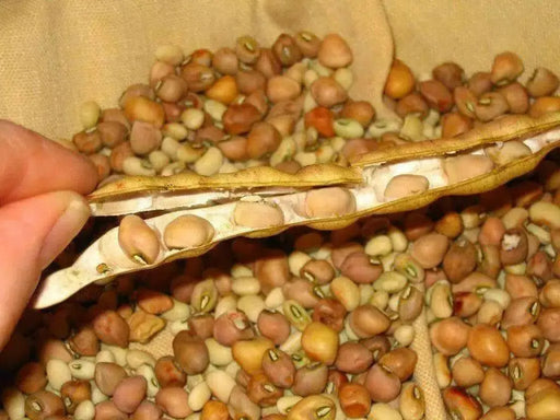 Cowpeas (vigna unguiculata) Southern Pea,Heirloom - Caribbean garden seed