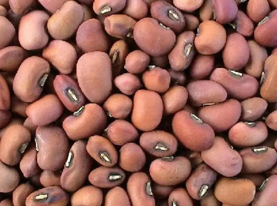 Cowpeas (vigna unguiculata) Southern Pea,Heirloom - Caribbean garden seed