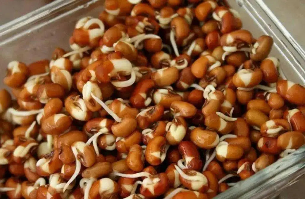 Cowpeas (vigna unguiculata) Southern Pea,Heirloom - Caribbean garden seed