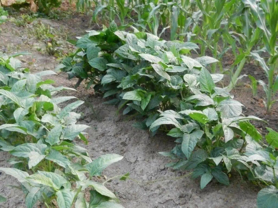 Cowpeas (vigna unguiculata) Southern Pea,Heirloom - Caribbean garden seed