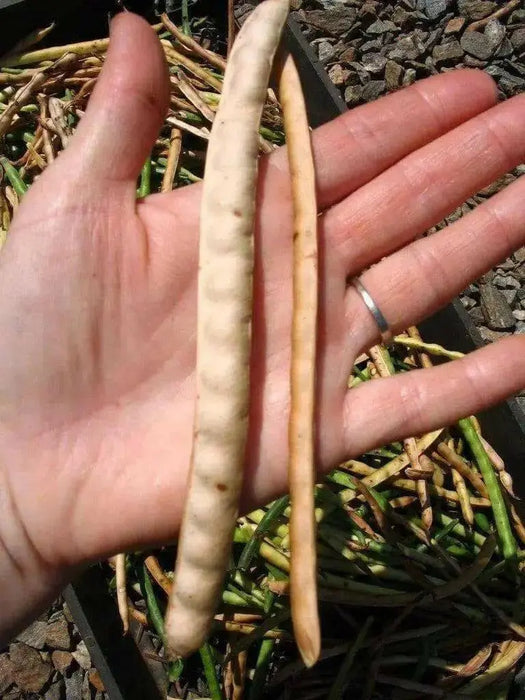 Cowpeas (vigna unguiculata) Southern Pea,Heirloom - Caribbean garden seed