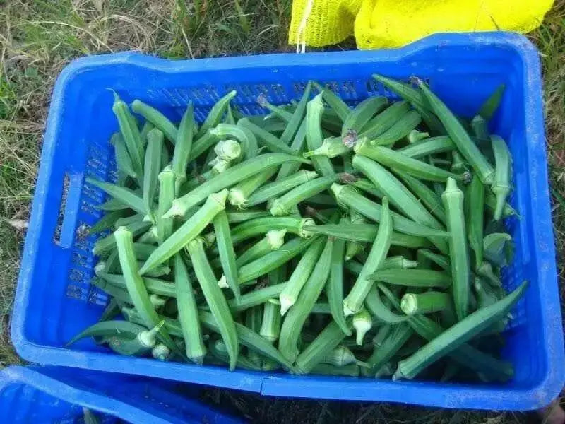 Cowhorn Okra SEEDS ,ANNUAL VEGETABLES, lad - Caribbean garden seed