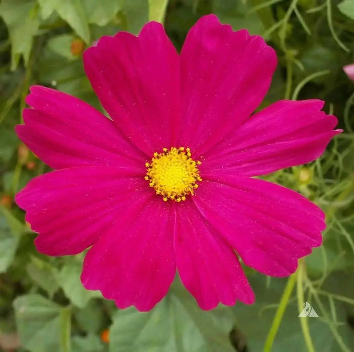Cosmos ‘Dazzler’ (Cosmos bipinnatus) annual Flowers Seed - Caribbean garden seed