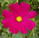 Cosmos ‘Dazzler’ (Cosmos bipinnatus) annual Flowers Seed - Caribbean garden seed
