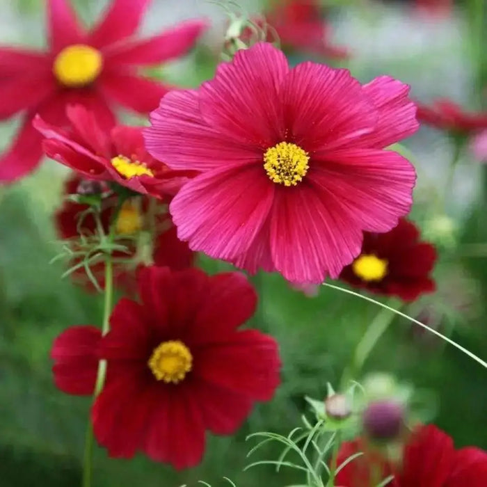 Cosmos ‘Dazzler’ (Cosmos bipinnatus) annual Flowers Seed - Caribbean garden seed