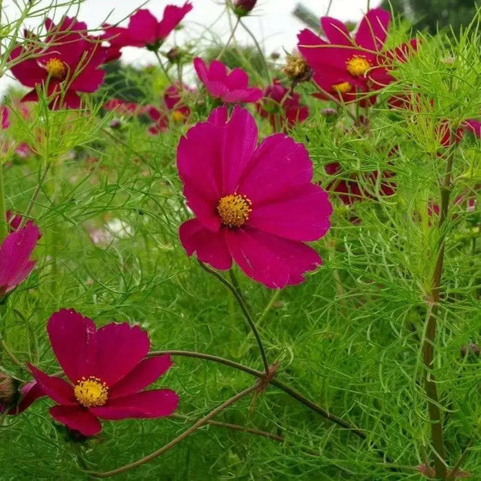 Cosmos ‘Dazzler’ (Cosmos bipinnatus) annual Flowers Seed - Caribbean garden seed
