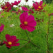 Cosmos ‘Dazzler’ (Cosmos bipinnatus) annual Flowers Seed - Caribbean garden seed