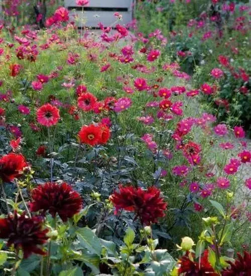 Cosmos ‘Dazzler’ (Cosmos bipinnatus) annual Flowers Seed - Caribbean garden seed