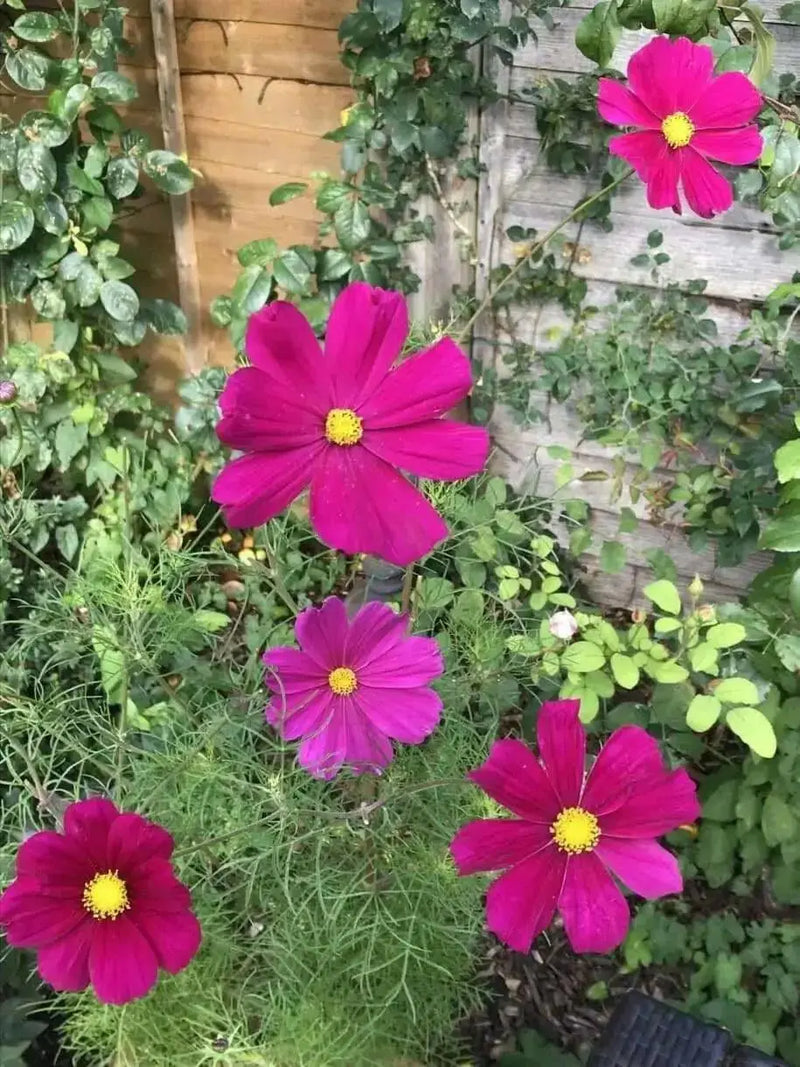 Cosmos ‘Dazzler’ (Cosmos bipinnatus) annual Flowers Seed - Caribbean garden seed