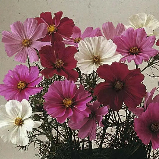 Cosmos, Dwarf Mixed (Cosmos bipinnatus) Annual Flowers Seed - Caribbean garden seed
