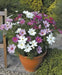 Cosmos, Dwarf Mixed (Cosmos bipinnatus) Annual Flowers Seed - Caribbean garden seed