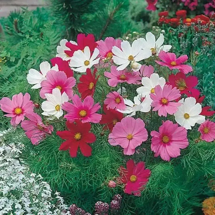 Cosmos, Dwarf Mixed (Cosmos bipinnatus) Annual Flowers Seed - Caribbean garden seed