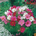 Cosmos, Dwarf Mixed (Cosmos bipinnatus) Annual Flowers Seed - Caribbean garden seed