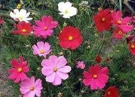 Cosmos, Dwarf Mixed (Cosmos bipinnatus) Annual Flowers Seed - Caribbean garden seed
