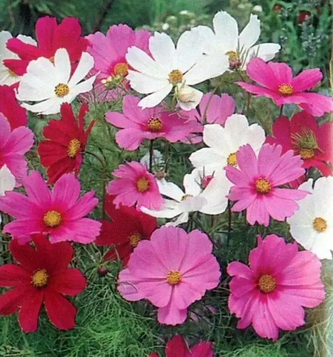 Cosmos, Dwarf Mixed (Cosmos bipinnatus) Annual Flowers Seed - Caribbean garden seed