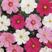 Cosmos, Dwarf Mixed (Cosmos bipinnatus) Annual Flowers Seed - Caribbean garden seed