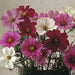 Cosmos, Dwarf Mixed (Cosmos bipinnatus) Annual Flowers Seed - Caribbean garden seed