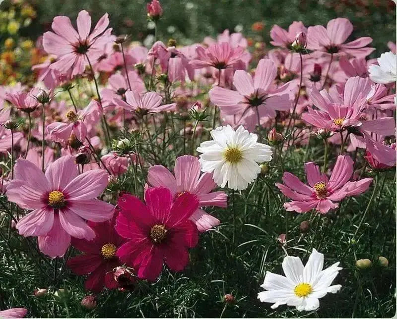 Cosmos, Dwarf Mixed (Cosmos bipinnatus) Annual Flowers Seed - Caribbean garden seed