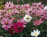 Cosmos, Dwarf Mixed (Cosmos bipinnatus) Annual Flowers Seed - Caribbean garden seed