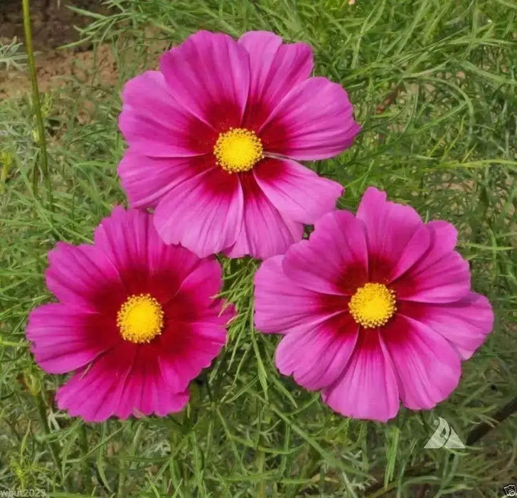 COSMOS  Radiance ,Flowers SEED- (Cosmos bipinnatus) Annual, AAS Winner - Caribbean garden seed
