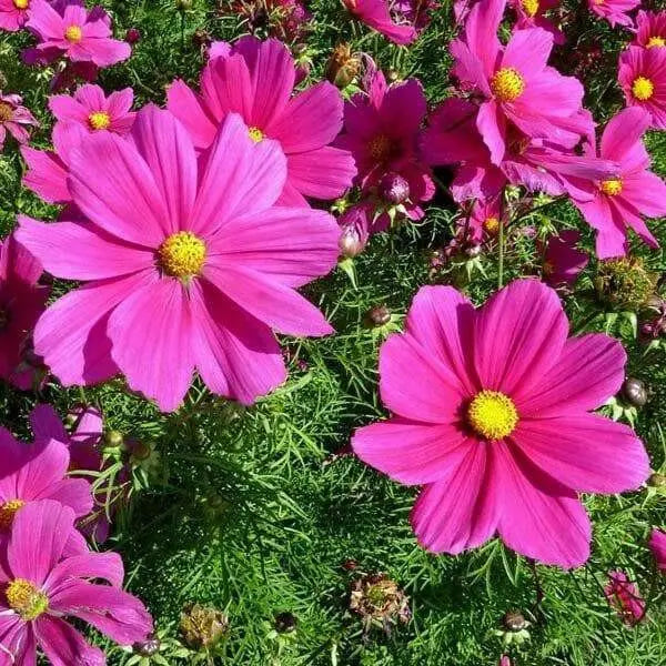 COSMOS  Radiance ,Flowers SEED- (Cosmos bipinnatus) Annual, AAS Winner - Caribbean garden seed