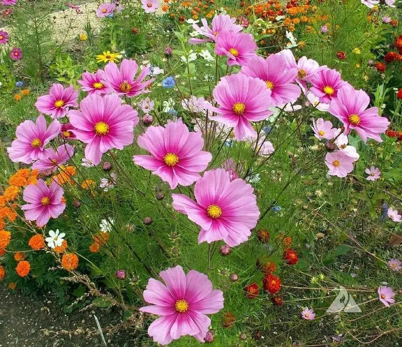 COSMOS  Radiance ,Flowers SEED- (Cosmos bipinnatus) Annual, AAS Winner - Caribbean garden seed