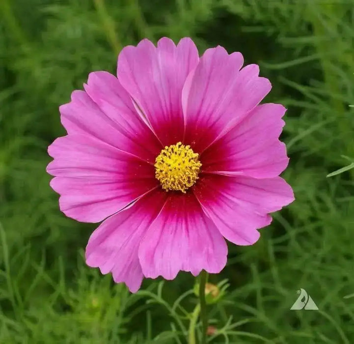 COSMOS  Radiance ,Flowers SEED- (Cosmos bipinnatus) Annual, AAS Winner - Caribbean garden seed