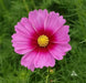 COSMOS  Radiance ,Flowers SEED- (Cosmos bipinnatus) Annual, AAS Winner - Caribbean garden seed