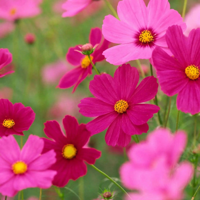 COSMOS  Radiance ,Flowers SEED- (Cosmos bipinnatus) Annual, AAS Winner - Caribbean garden seed