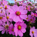COSMOS  Radiance ,Flowers SEED- (Cosmos bipinnatus) Annual, AAS Winner - Caribbean garden seed