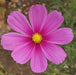 COSMOS  Radiance ,Flowers SEED- (Cosmos bipinnatus) Annual, AAS Winner - Caribbean garden seed