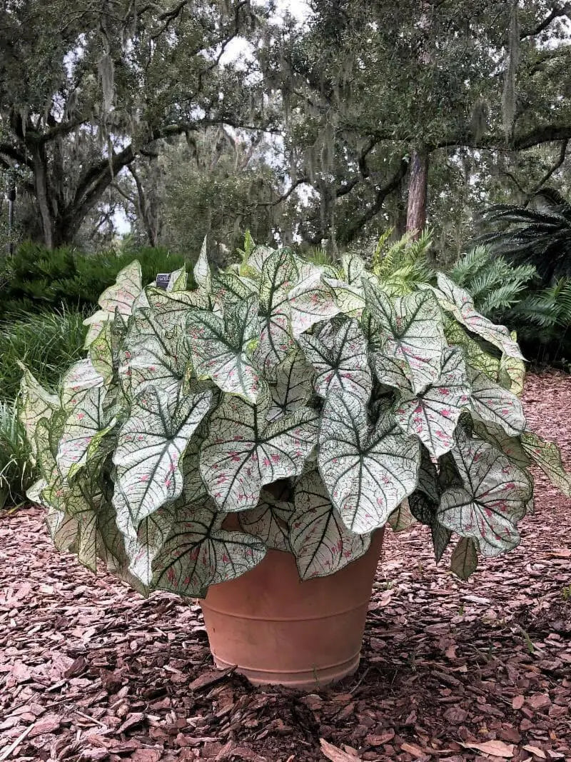 Cranberry Star , Caladium Bulbs, TROPICAL, foliage plants - Caribbean garden seed
