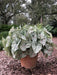Cranberry Star , Caladium Bulbs, TROPICAL, foliage plants - Caribbean garden seed