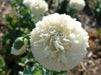 Cream peony poppy Seeds - GIANT DOUBLE  FLOWERS ! - Caribbean garden seed