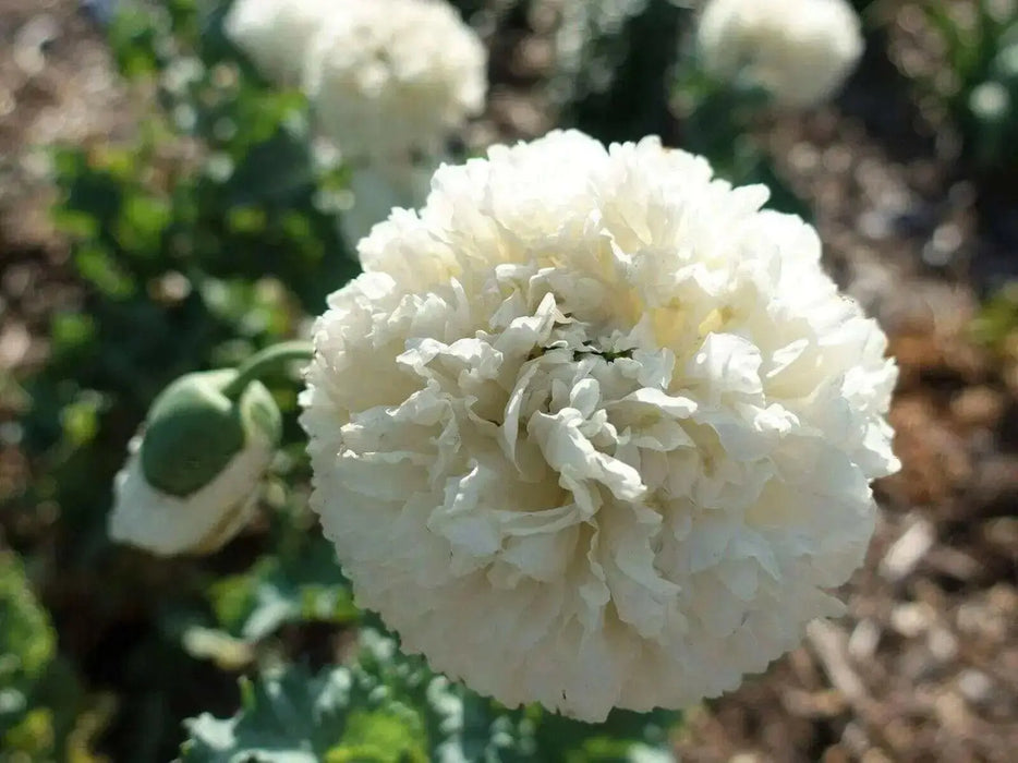 Cream peony poppy Seeds - GIANT DOUBLE  FLOWERS ! - Caribbean garden seed